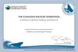 North Atlantic Right Whale Adoption Kit|Trousse d’adoption –  Baleine noire de l'Atlantique nord
