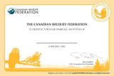 Snowy Owl Adoption Kit|Trousse d’adoption – harfang des neiges