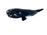 North Atlantic Right Whale Adoption Kit|Trousse d’adoption –  Baleine noire de l'Atlantique nord