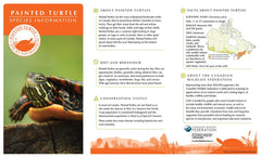 Painted Turtle Adoption Kit|Trousse d’adoption – tortue peinte