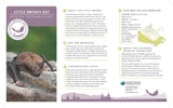 Little Brown Bat Adoption Kit | Trousse d’adoption – petite chauve-souris brune