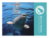 Beluga Informational Brochure