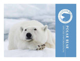 Polar Bear informational brochure