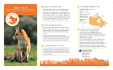 Red Fox Adoption Kit|Trousse d’adoption – renard roux